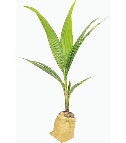 Amazon.com: 1 棵椰子樹綠色Nucifera 活棕櫚發芽準備種植稀有