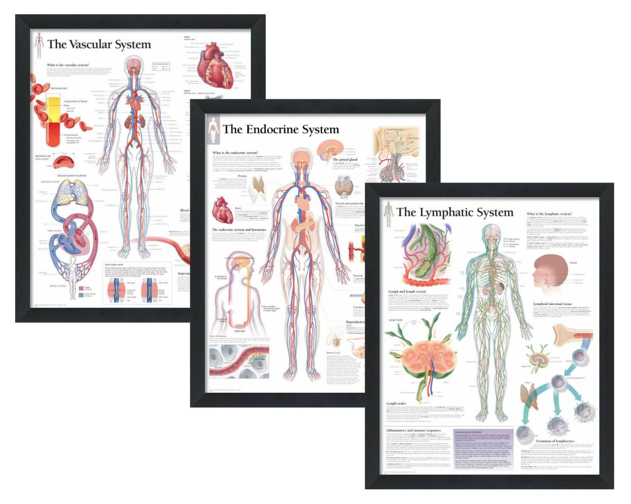 Amazon.com: Endocrine, Lymphatic, Vascular Systems, Educational Wall