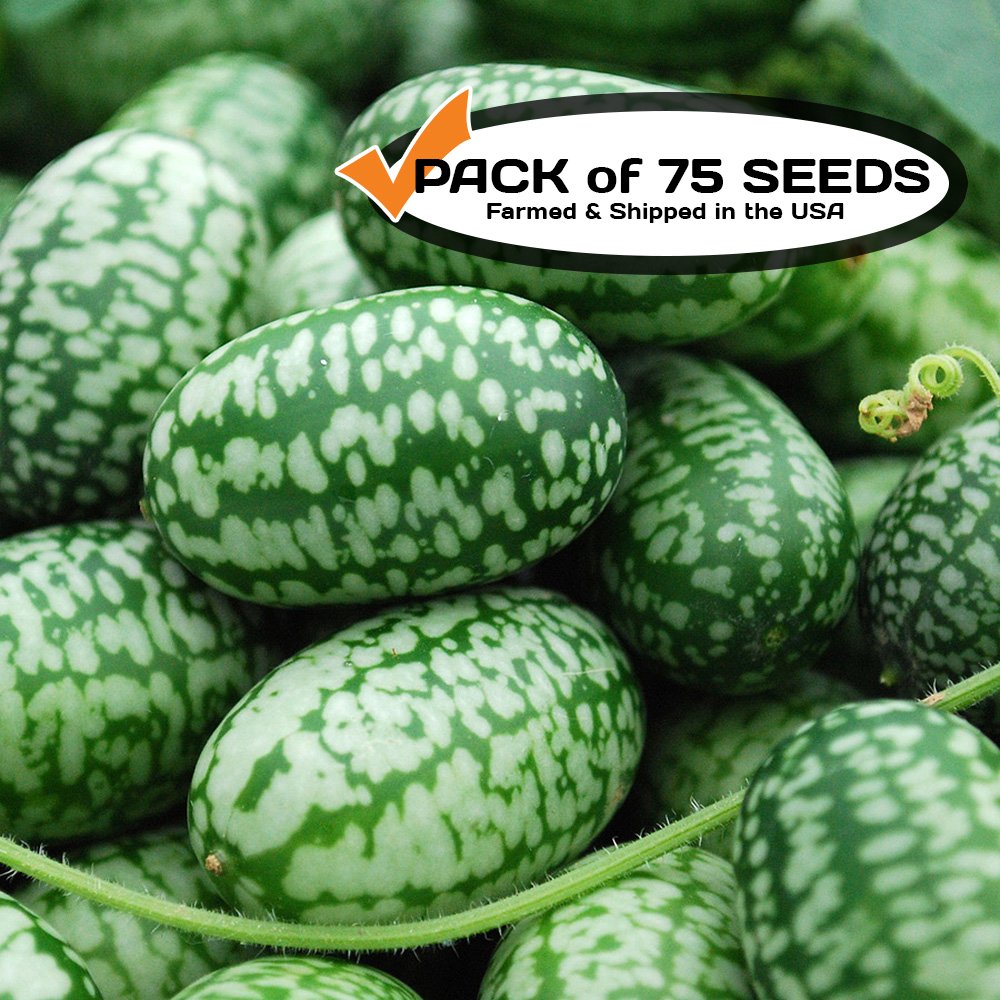 Cucamelon Seeds (75+ Pack) Mexican Sour Gherkin Mini Watermelon NonGMO