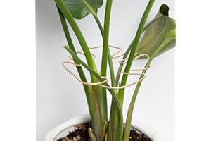 GOOOXIM 5PCS Plant Stem Support - Durable Monstera Stabilizer Grapple Holder, Unique Design for Climbing Plants, Turtle Shell Bamboo Clamp Set, Ideal Plant Support for Thriving Growth (Gold)