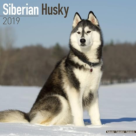 Resultado de imagem para SIBERIAN HUSKY A VENDA