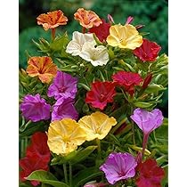 Rare Climbing Plants Seedlings Jasmine Seeds Perennial