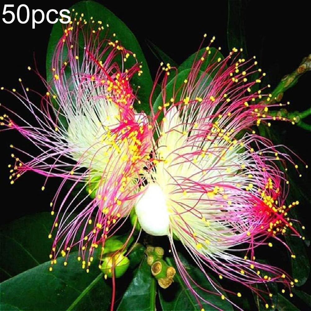 good01 50Pcs Decorative Natural Daffodils Flower Seeds for Growing at Garden Yard | Balcony Office Bonsai Flower Plants 50pcs Daffodil Seeds*