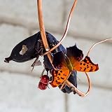 Birtern Copper Banana Holder Butterfly Feeder Hammock Outdoor Garden Patio view 2