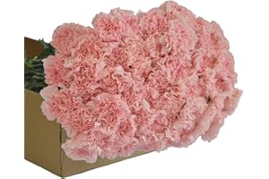 KaBloom Flowers - Bluehill Collection - 50 Pink Carnation - Gift for Birthday, Sympathy, Anniversary, Get Well, Thank You, Valentine, Mother’s Day Fresh Flowers