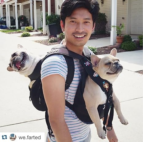 big country cane corso