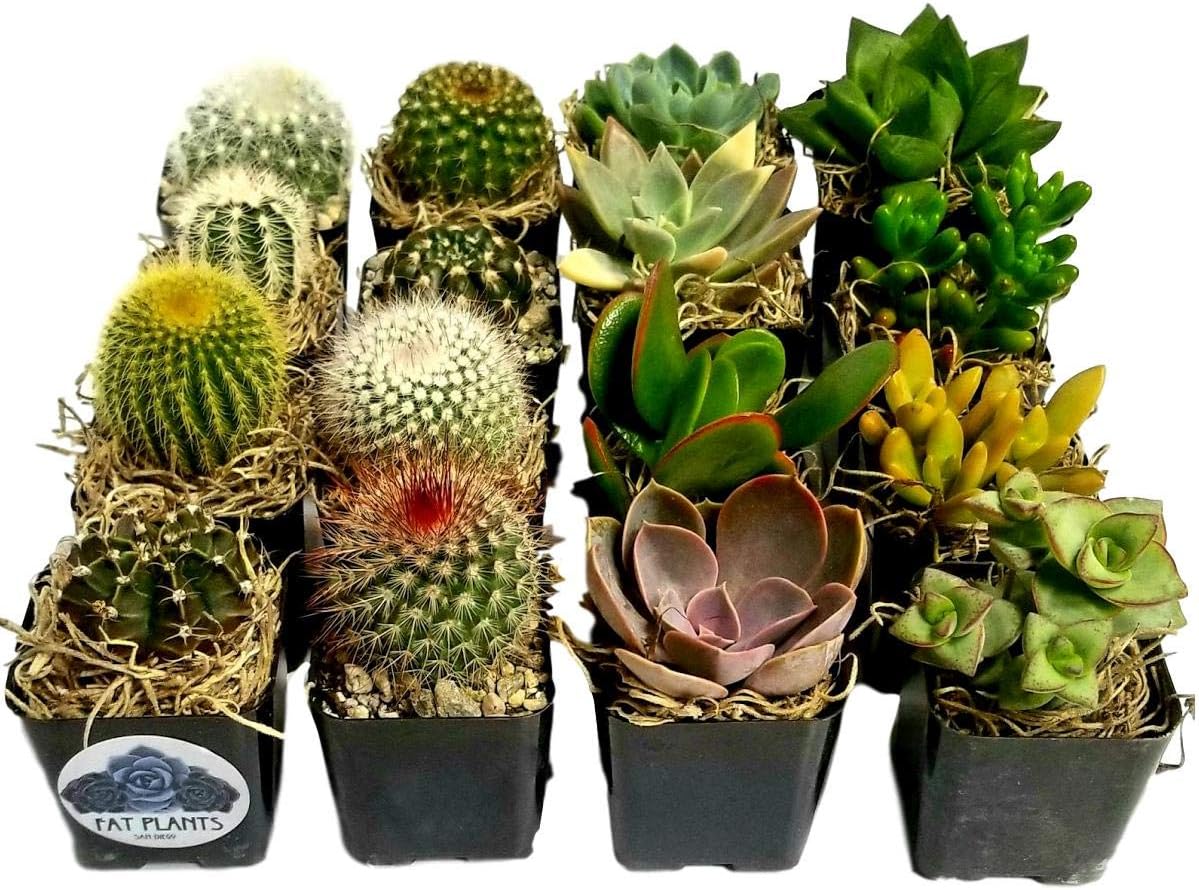Miniature Flowering Cactus and Succulent Plant Collection (16)