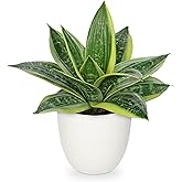 Hollyone Artificial Snake Plants 9" Faux Agave Succulent Plant Potted in White Pot Fake Sansevieria Aloe Tropical Plant for Desk Modern Office Home Bathroom Indoor Outdoor Decor