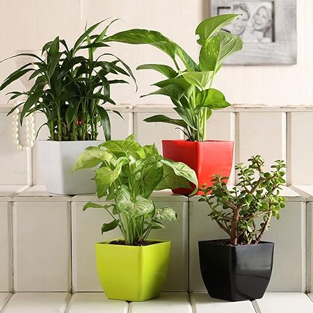 Vibrant Green Two Layer Bamboo Plant, Syngonium, Golden Money Plant, Jade Plant in Multicolor Plastic Pot | Indoor Plants | Airpurifying Plants | Gift for Birthday Home Dcor