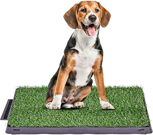 puppy toilet training grass