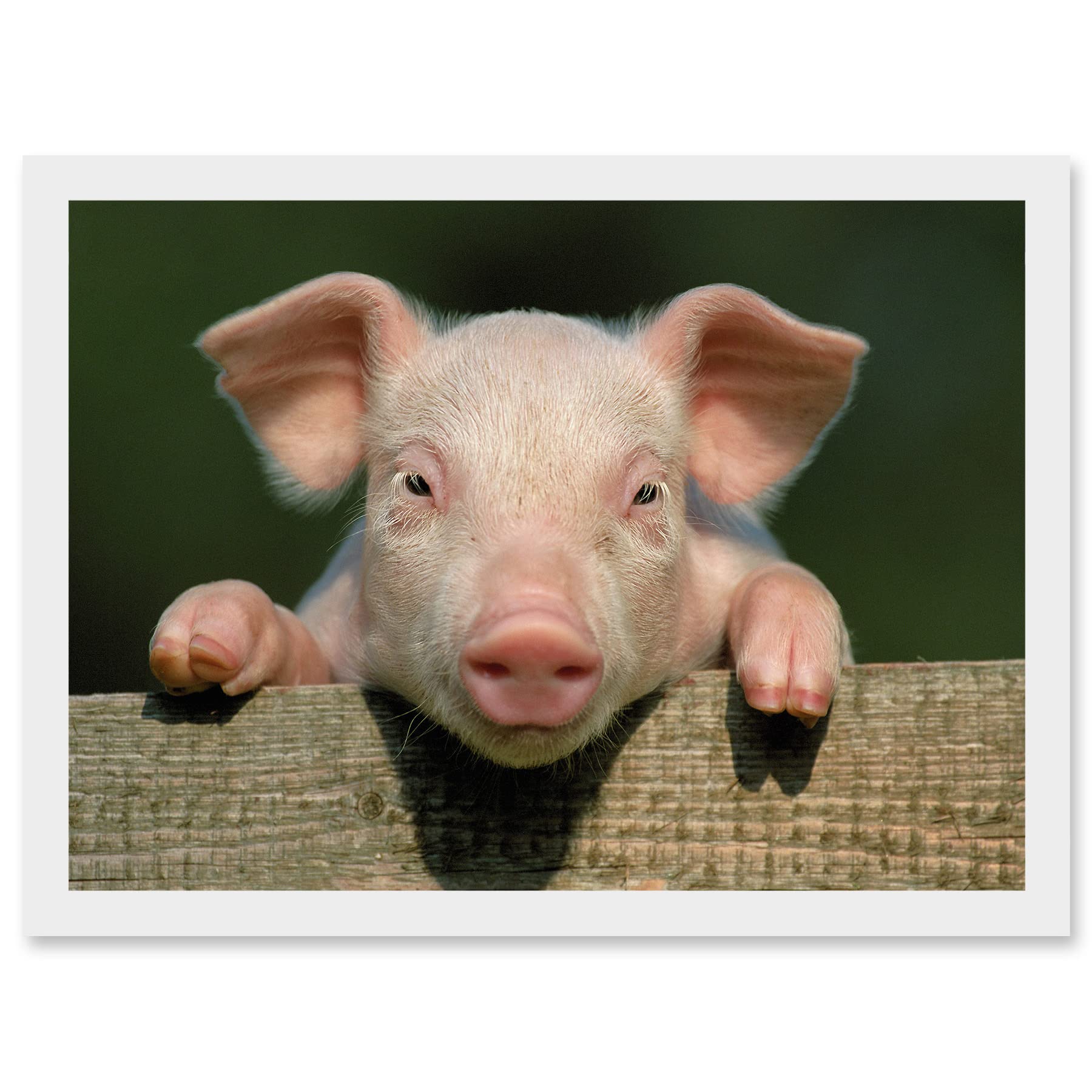 Artery8 Pig Piglet Cute Farm Pink Baby Babe A4 Artwork Framed Wall Art Print
