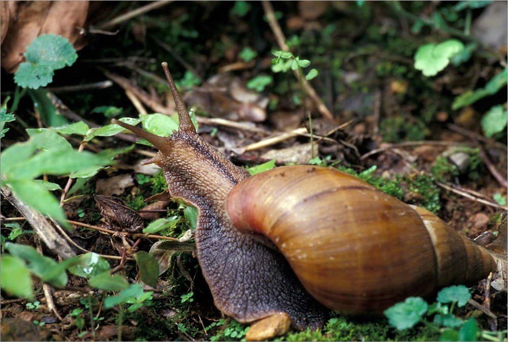 Giant African Land Snail, Gombe National Park, Tanzania by Kristin Mosher/Danita Delimont Laminated Art Print, 45 x 30 inches