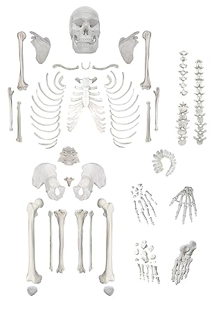 Amazon Com Esqueleto Humano Completo Desarticulado Calidad Clinica Tamano Real Altura Del Modelo De 62 Pulgadas 23 Discos Intervertebrales Craneo De 3 Partes Con Mandibula Movil Mano Y Pie Izquierdo Con Articulacion Industrial