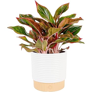 Amazon Best Sellers: Best Live Indoor House Plants