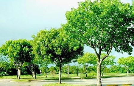 Creative Farmer Swietenia Mahogany,Sky Fruit,Kadva Badam,Sugar Badam Tree Seeds For Planting (1 Healthy Live Plant In Polybag) -Easy To Grow Timber Plant (PLANT-189-MAHAGANI20)