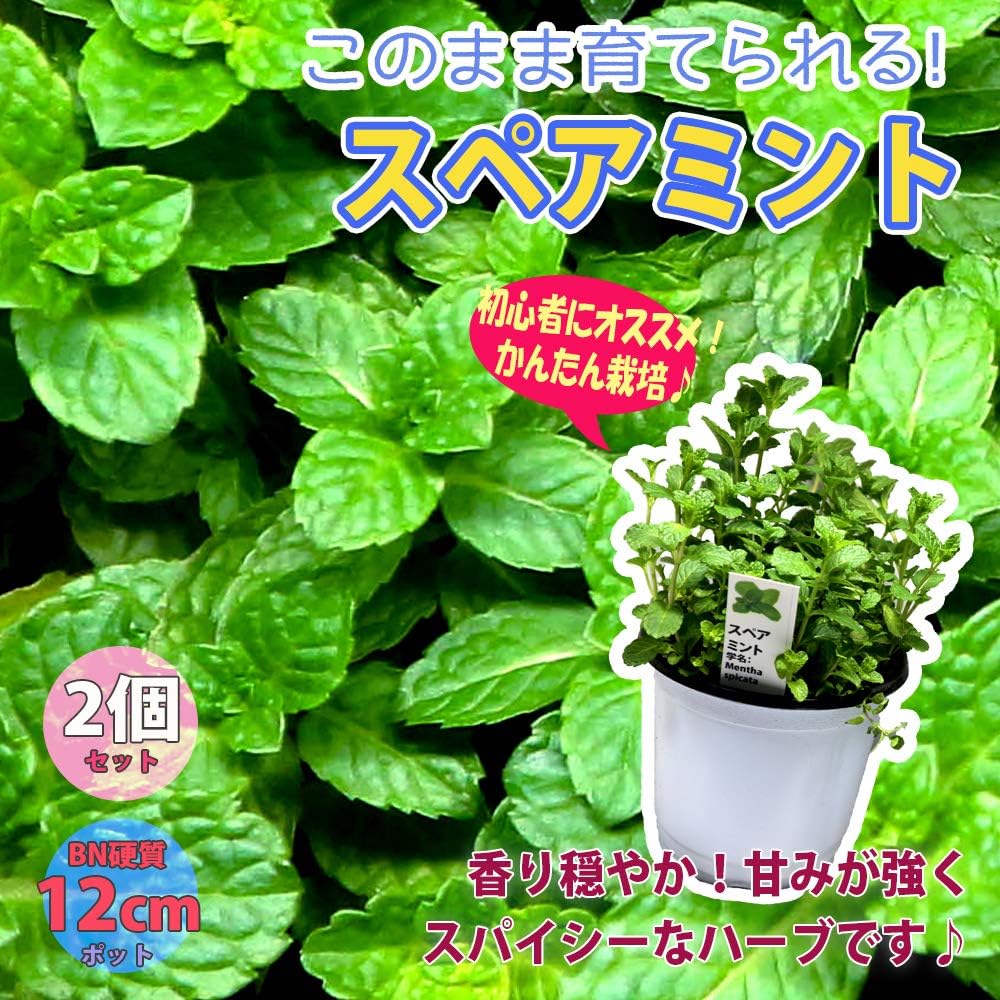Amazon スペアミント ハーブbn硬質12cmポット大苗 自社農場から新鮮直送 通年植付け可能 大苗なのでこのまま水をやるだけでも そこそこの大きさに育てることが出来ます 本格的な収穫の為には大きな鉢か花壇に植え付けて下さい 2個 セット 即出荷 鉢