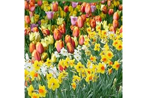 HOLLAND BULB FARMS 50-Pack Tulip & Daffodil Grower's Mix - 25 Tulips & 25 Daffodils, Mixed Colors, Easy Fall Planting for Bright Spring Blooms - Perennializing Kit of Colorful Flower Blooms – Fall Planting