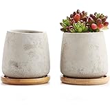 Mini kaktus Mini kaktus