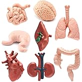 8 Pcs Human Body Structure Model for Kids, Mini Body Parts Sets, Anatomy and Physiology Study Tools, Realistic Body Parts for Students Sciences Class Learn