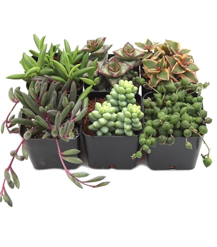 Amazon.com : Plants R Us | 20 Pack Succulents in 2" Grow Pots -  Indoor/Outdoor Live Plants and Decor - Hardy & Easy Care, 20 Pack : Patio,  Lawn & Garden