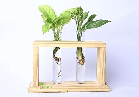 Pots & Plants Test Two Tube Flower Bud Vase Tabletop Glass Terrarium Wooden Stand | Perfect for Propagating Hydroponic Plants | Home Garden Office Decoration