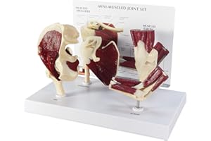 GPI Anatomicals - Mini-Muscled Joint Model Set, Hip, Shoulder, Knee, and Elbow Joint Models for Human Anatomy and Physiology Education, Anatomy Model for Doctor's Office, Medical Learning Resources