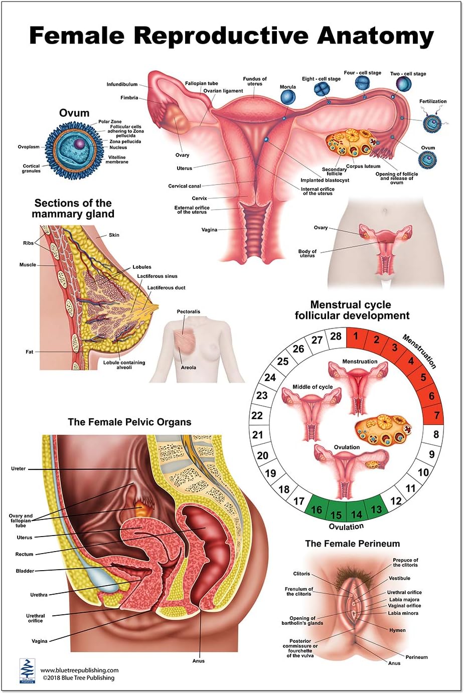 Female Reproductive Anatomy Poster
