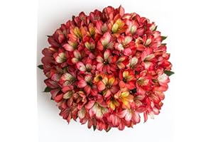 GlobalRose 60 Red Alstroemeria Flowers – Responsibly Sourced Peruvian Lilies Flowers – Hand-Picked Flowers Fresh Bouquet for Graduation, Anniversary & Special Occasions (6 Bunches of 10 Stems