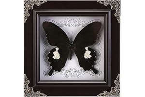 WTUAWB Real Butterfly Framed Handmade, Taxidermy Butterfly Shadow Box Collection, Framed Butterfly Taxidermy for Oddities and Curiosities Gifts (C_Great White Spotted Butterfly)