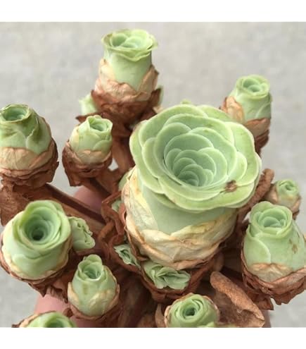 Amazon.com : One Greenovia Mix Cluster, Mountain Rose with Multiple Rosette  Heads, Live Exotic SucculentPlant - Sold Individually (Large) : Patio, Lawn  & Garden
