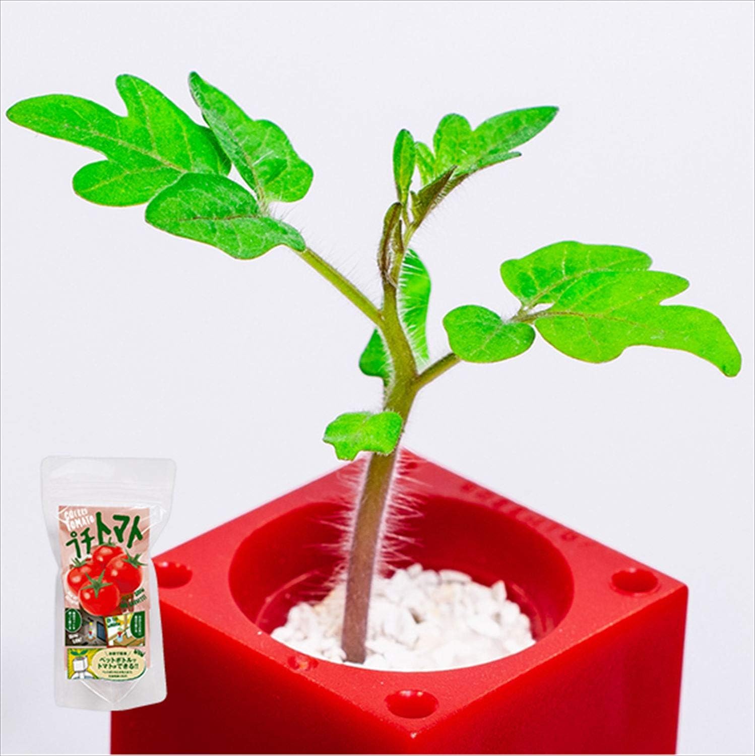 Amazon グリーントイ 栽培キット 4個セット 室内 かわいい ｻﾎﾞﾃﾝ 4 サボテン4個 栽培キット オンライン通販