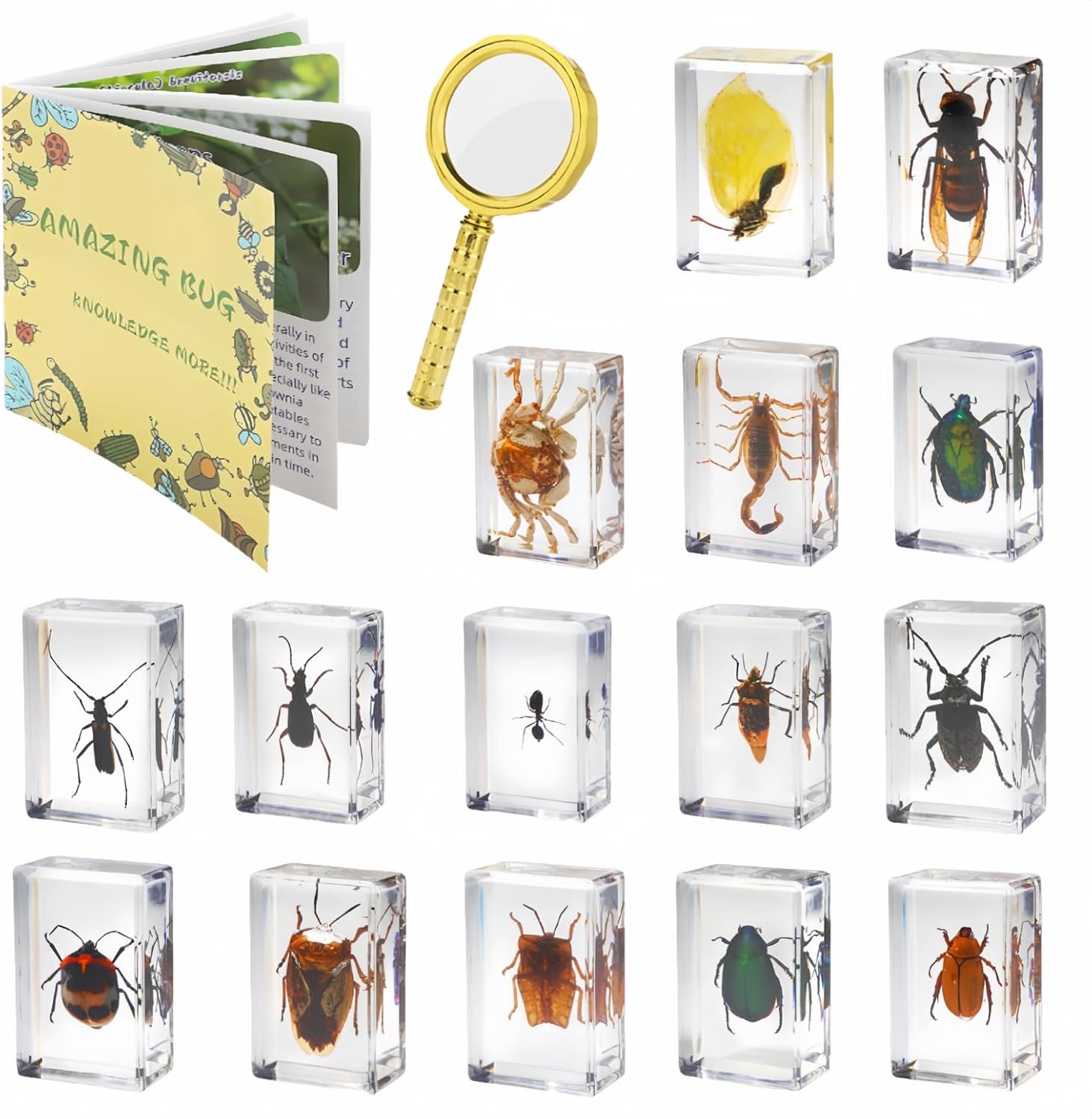 15 Real Insects in Resin: Educational Science Collection