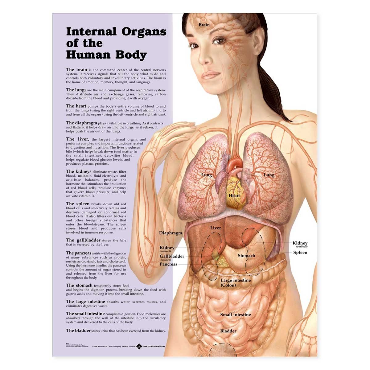 Internal Organs of the Human Body Anatomical Chart