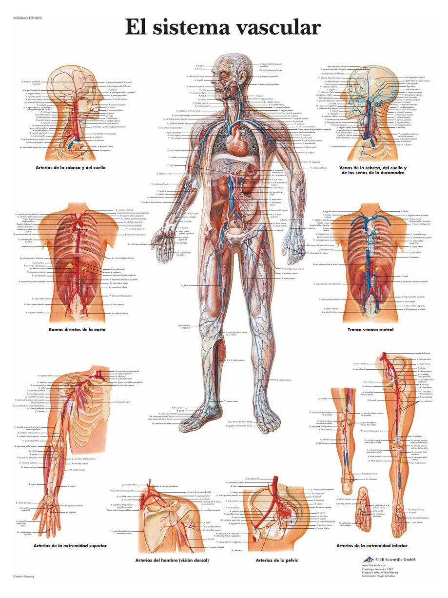 3B Scientific VR3353L Printed On Paper, The Vascular System