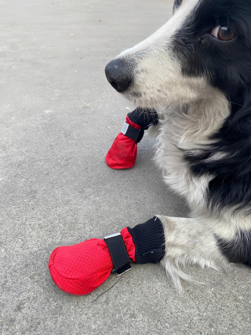 Vibrant Fellow Dog Shoes Warm for Winter Walking, Paw Protector Dog Boots Soft Protective, Dog Booties Skid-proof, Set of 4, Size S Colour Red