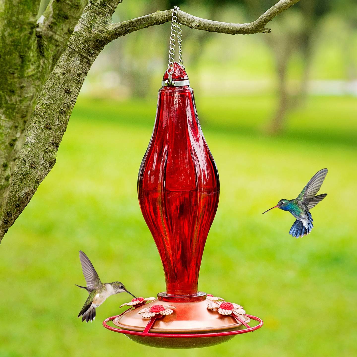 Amazon Hummingbird Feeder BAHIA HAHA