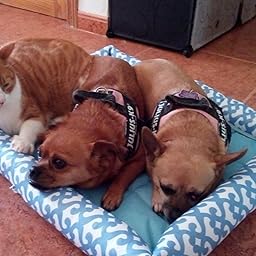 Pecute Alfombra para Mascota,Cama para Mascota,Desmontable y ...