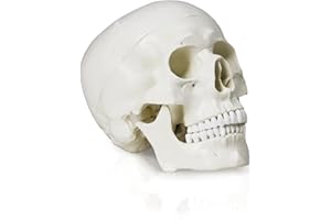Walter Products B10207A Classic Human Skull Model, Life Size