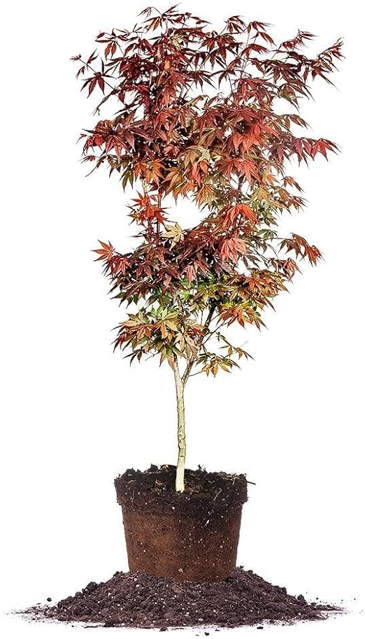 Bloodgood Japanese Maple (34ft) Live Plant, Includes