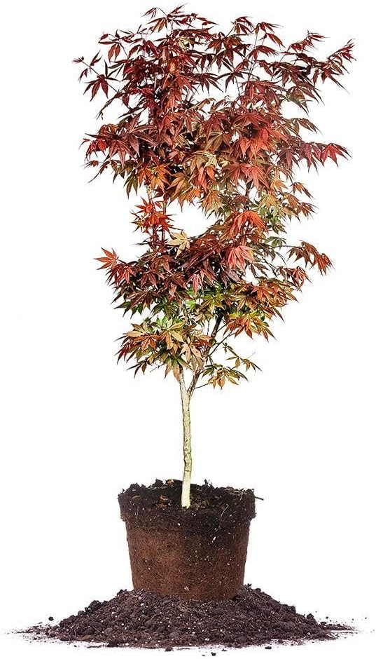 Bloodgood Japanese Maple (34ft) Live Plant, Includes