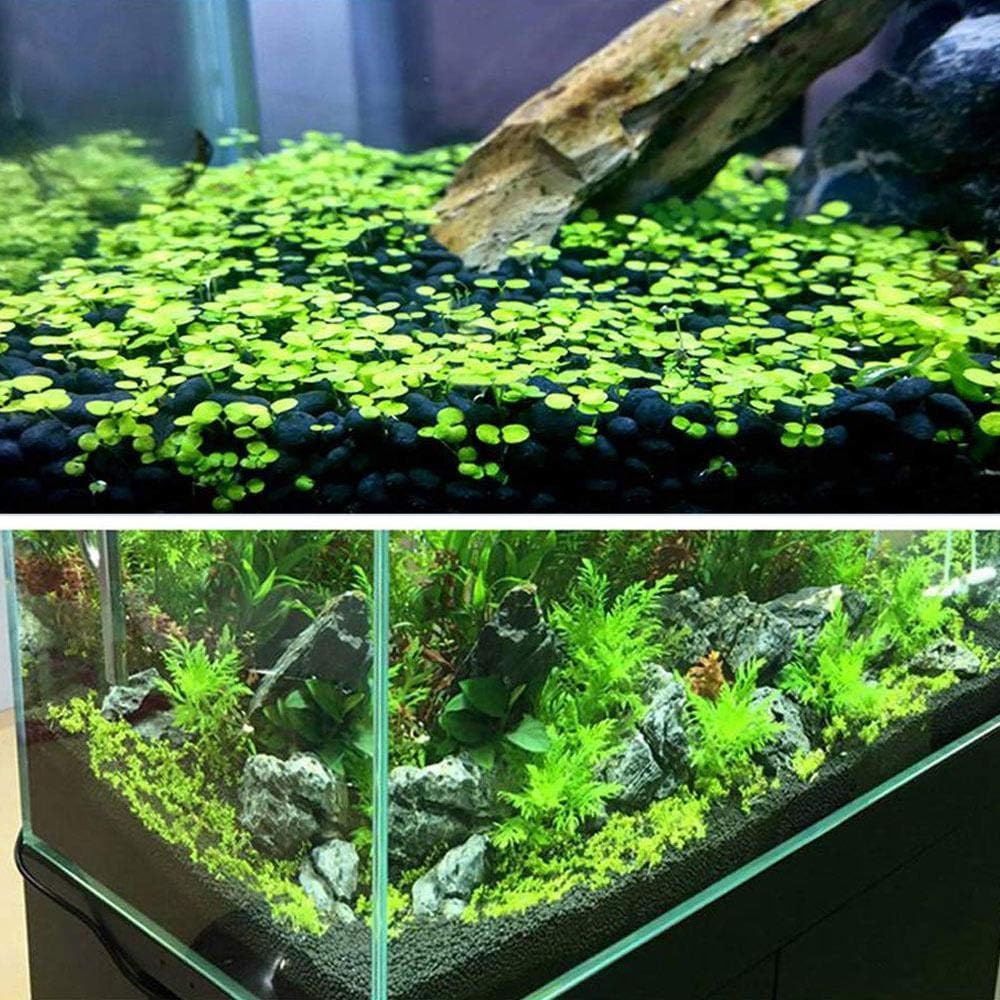Pet Supplies Plant Seeds Aquarium Fish Tank Aquatic Water