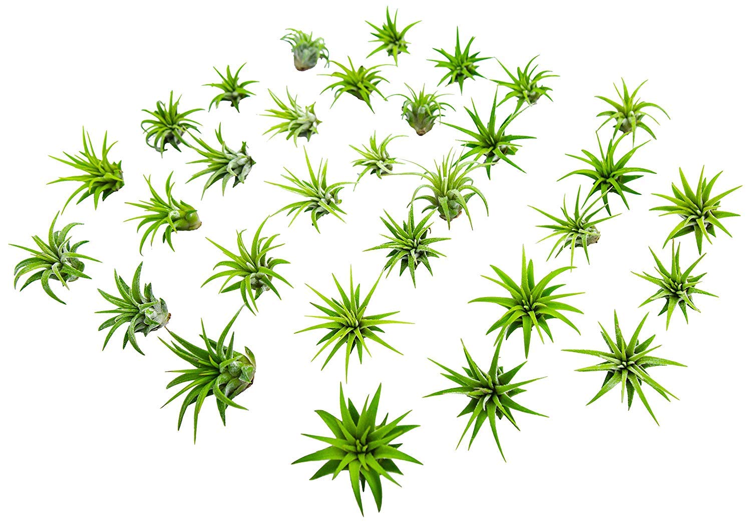 Best Home Decor Air Plants