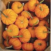 4" Jack Be Little Pumpkin Seeds - Heirloom