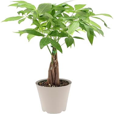 where to place the money tree plant Money Tree Plant in 6 in Decor Pot, Pachira Aquatica
