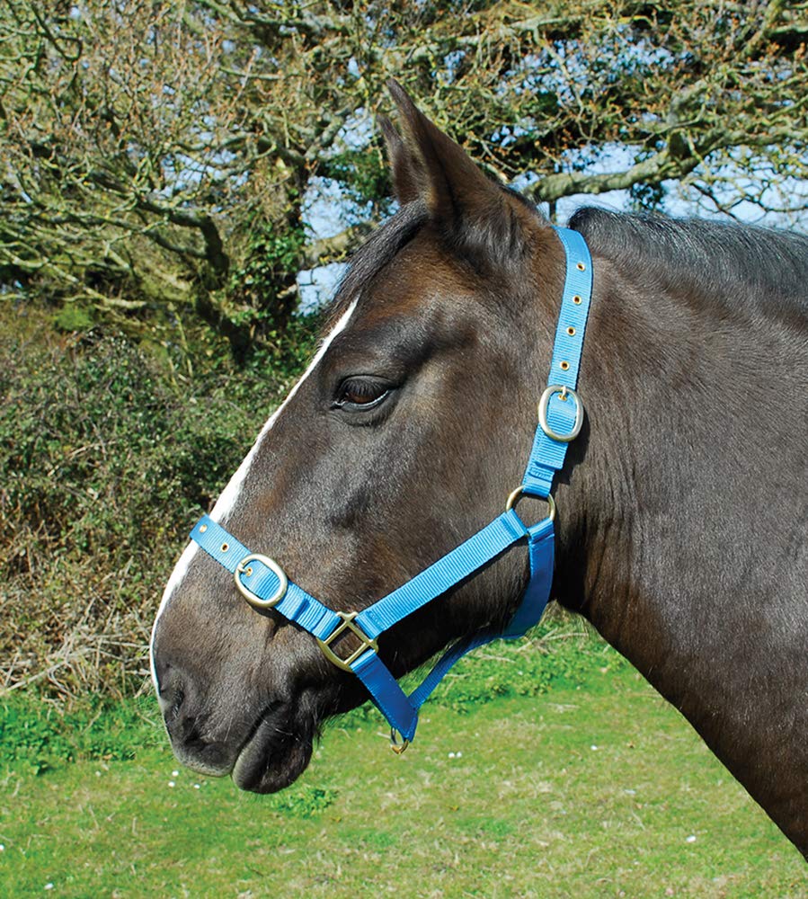 Rhinegold Nylon Headcollar - Cob - Turquoise — image 1