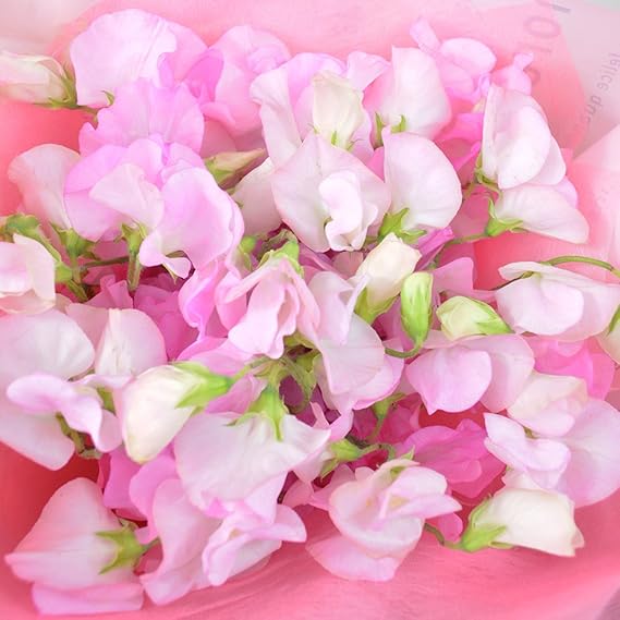 Amazon エルフルール 生花 スイートピー花束 ピンク系 フラワーギフト 花 ギフト プレゼント 誕生日祝い お祝い 贈り物 花束 オンライン通販