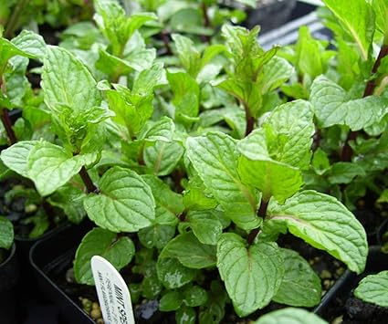 spearmint baby amazon