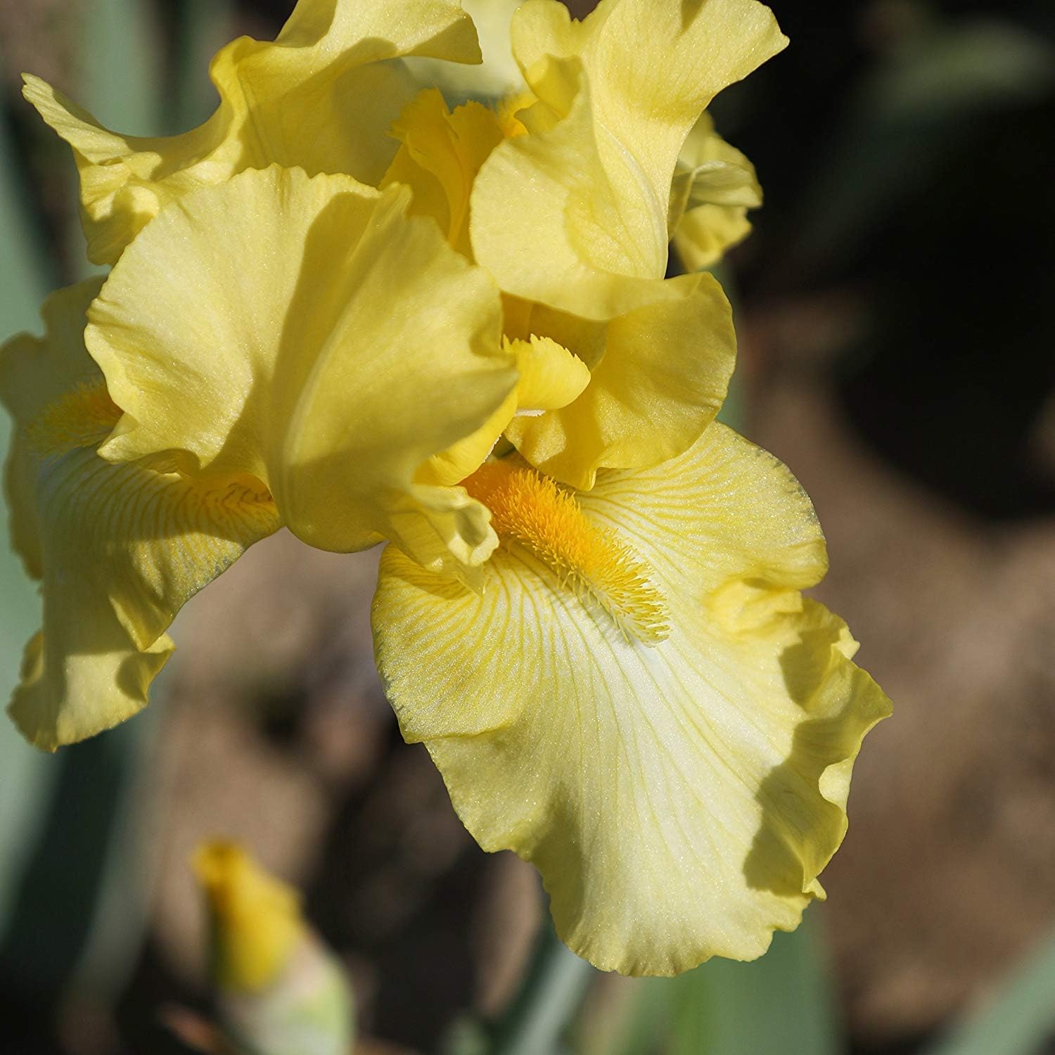 Yellow Iris Bulbs(4 Bulbs) Fragrant Garden Flowers