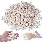PPCLION 1000pcs Natural Tiny Small Sea Shells White Clam Shells for DIY Craft, Jewelry Making, Home Decor, Vase Fillers
