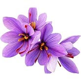 10 Saffron Sativus Crocus Corms - Large Corms for Planting - Saffron Crocus Bulbs with Complete Planting Instructions - Premium Crocus Sativus Bulbs